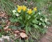 Daffodils and Cowslips putting on a show.