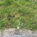Daisy growing near a kerb.