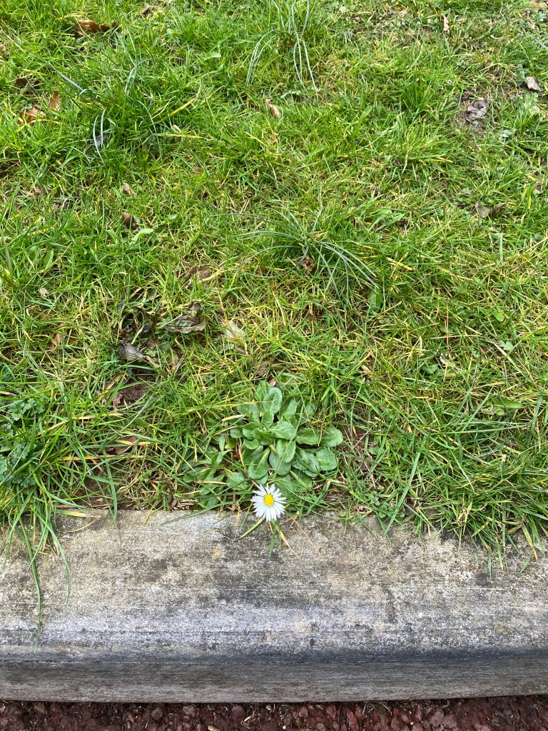 Daisy growing near a kerb.
