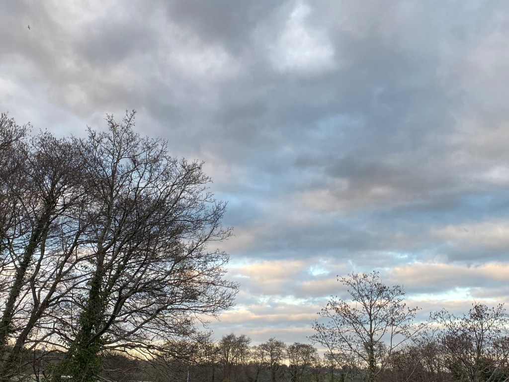 Silhouette trees against a grey, silver blue, and soft yellow sky.