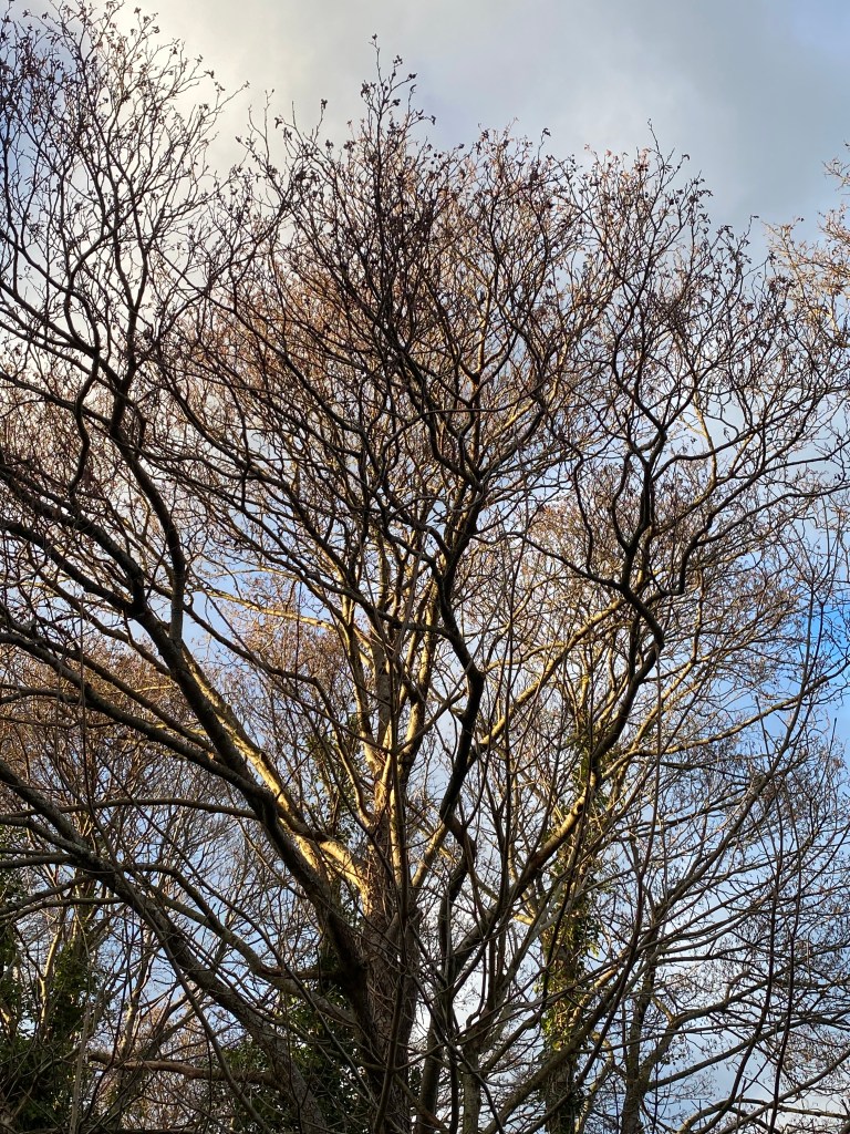 Branch’s catching the sunlight.