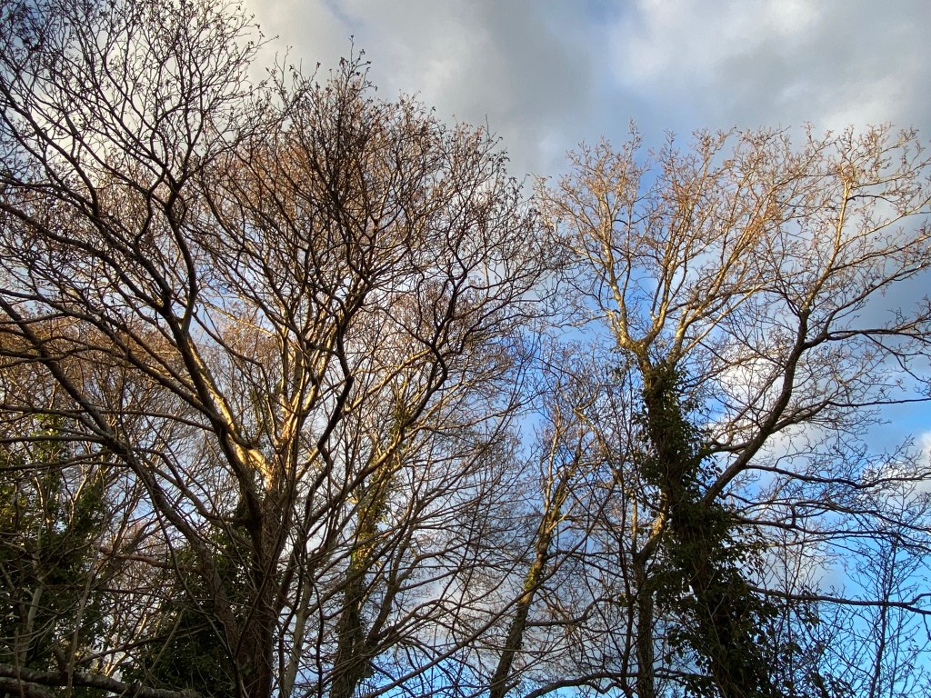 Sun shining on the trees.