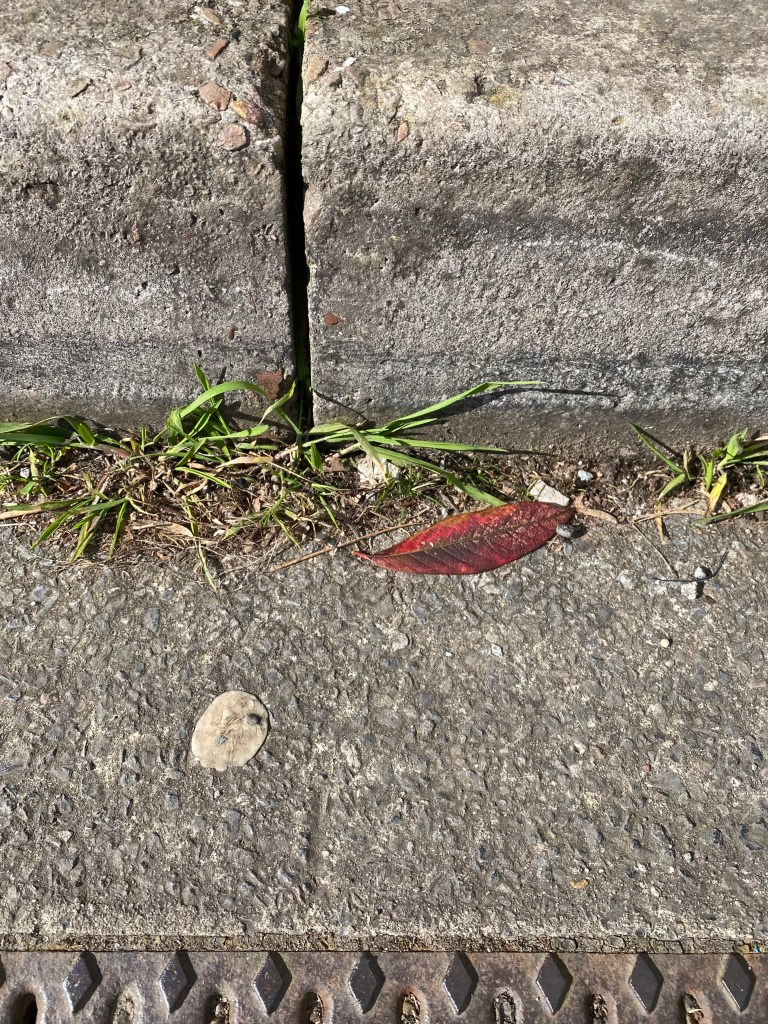 A kerbside garden with some abandoned chewing gum.