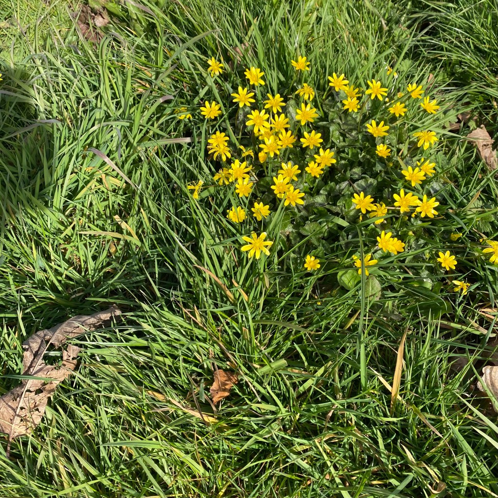 Lesser celandine.