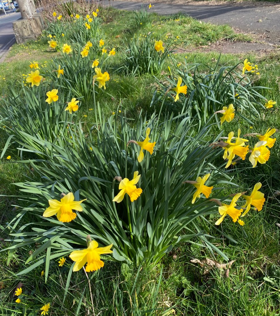 I never tire of posting daffodils.