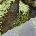 Stunning green Duckweed in the Totnes Leat.