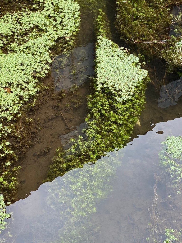 Stunning green Duckweed in the Totnes Leat.