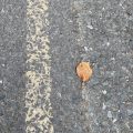 Brown leaf by a single yellow line.