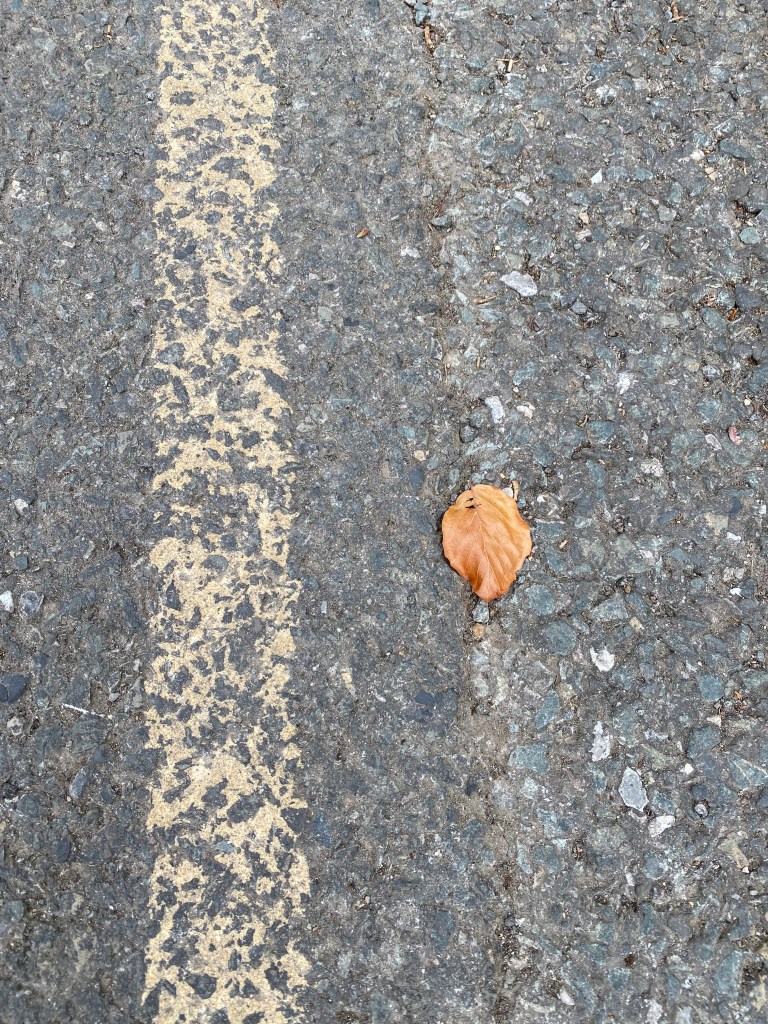 Brown leaf by a single yellow line.