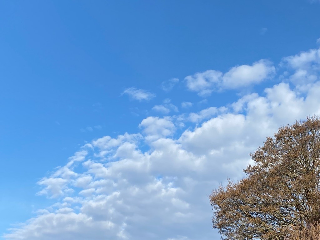 Clouds, drifting above the trees, putting on a spectacle on a spring day.