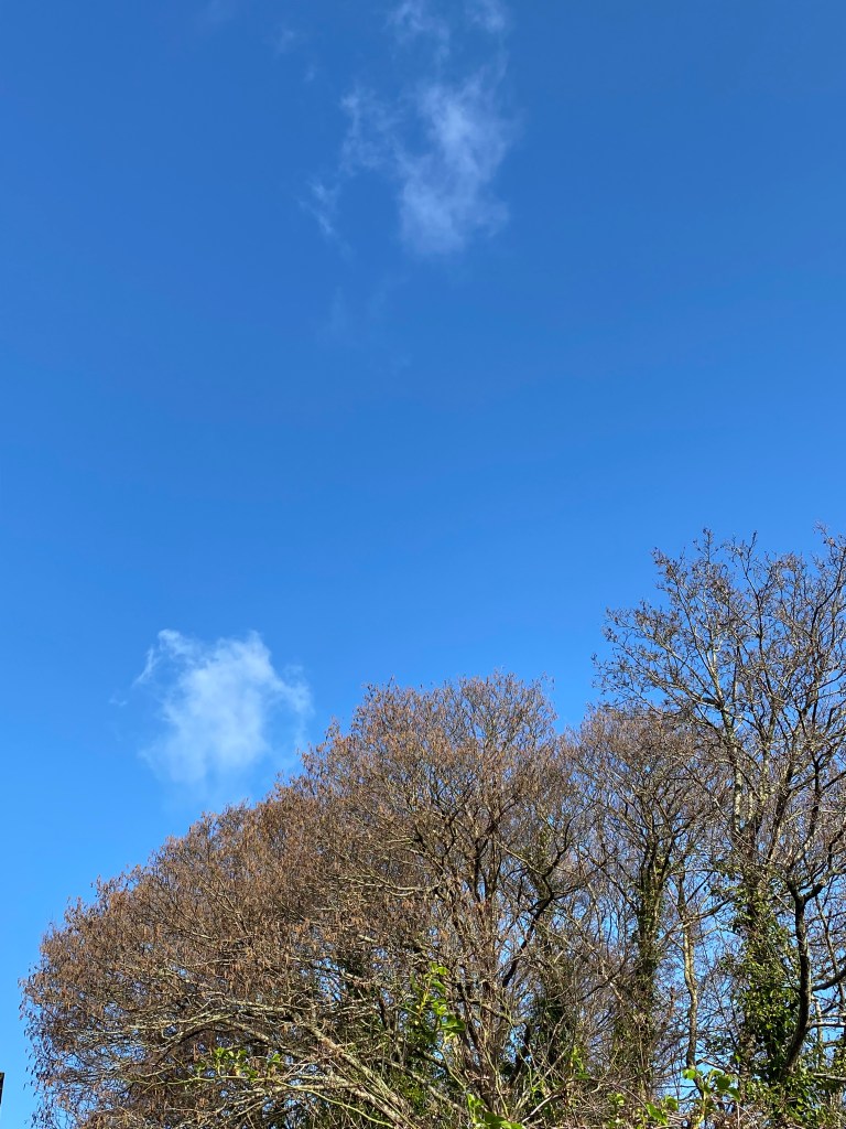 Puffy clouds drift above trees basking in golden sunshine, set against a deep blue sky.