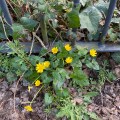Celandine in front of railings and Ivy.
