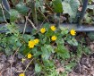 Celandine in front of railings and Ivy.