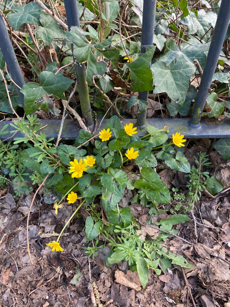 Celandine in front of railings and Ivy.