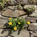 Dandelion growing in a stone wall.