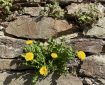 Dandelion growing in a stone wall.