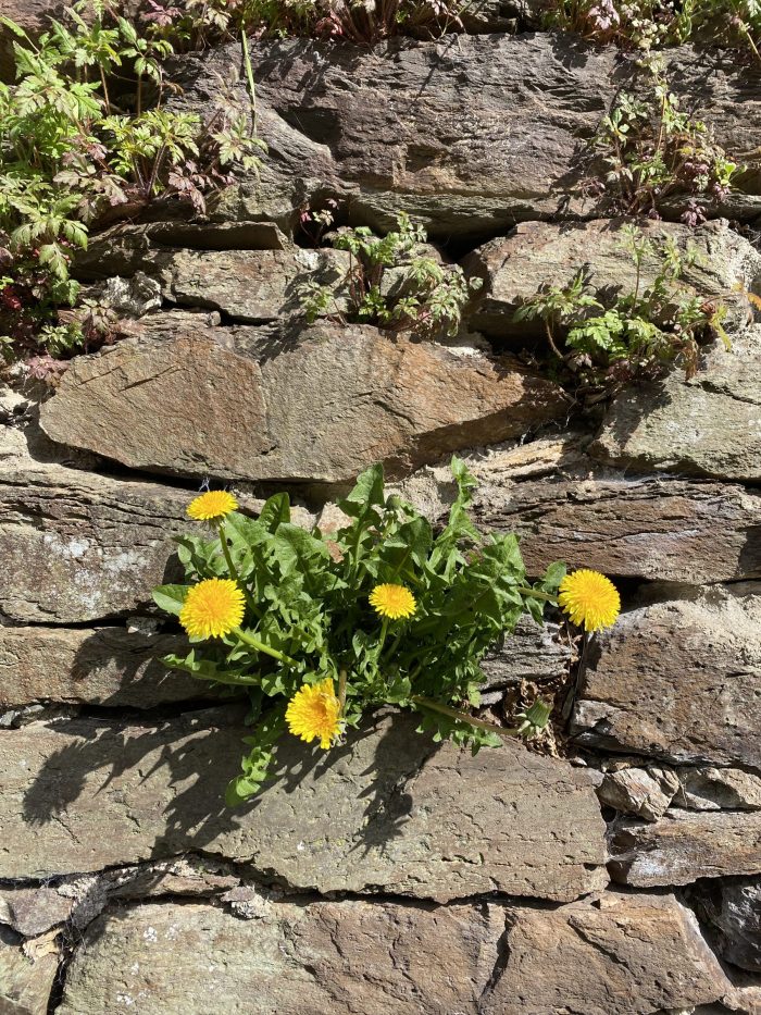 Dandelion growing in a stone wall.