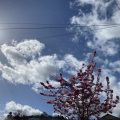 Cherry blossom against a blue sky with wispy clouds, intersected by telephone wires.