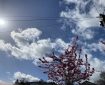 Cherry blossom against a blue sky with wispy clouds, intersected by telephone wires.