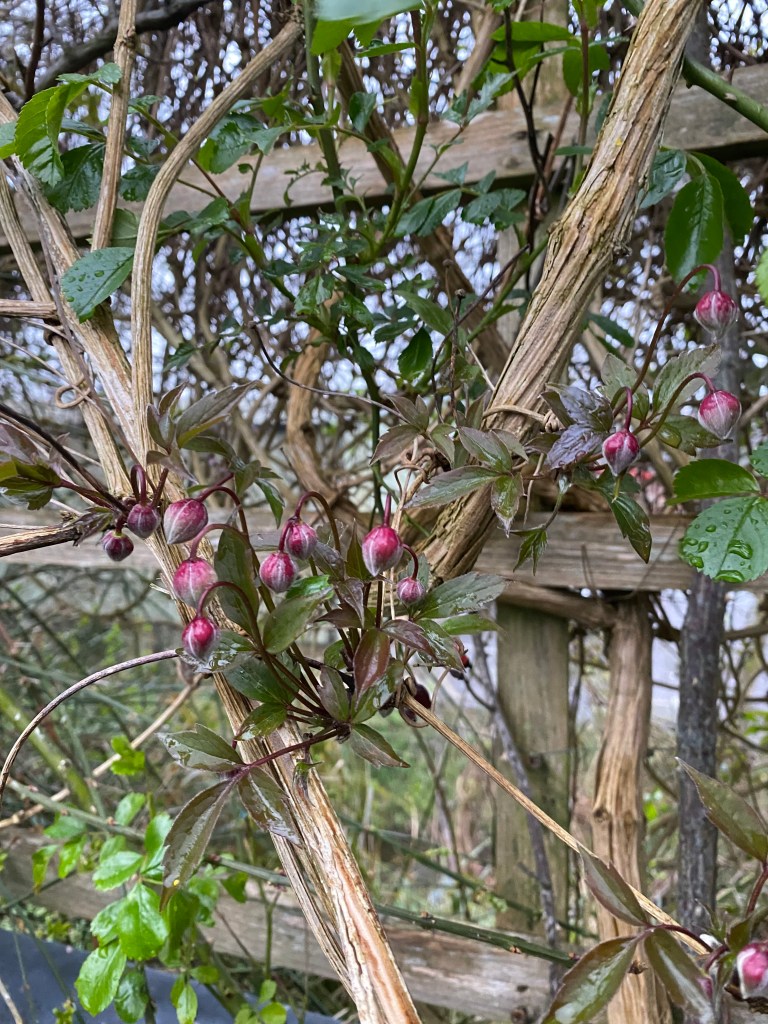 Climber in bud preparing for summer.