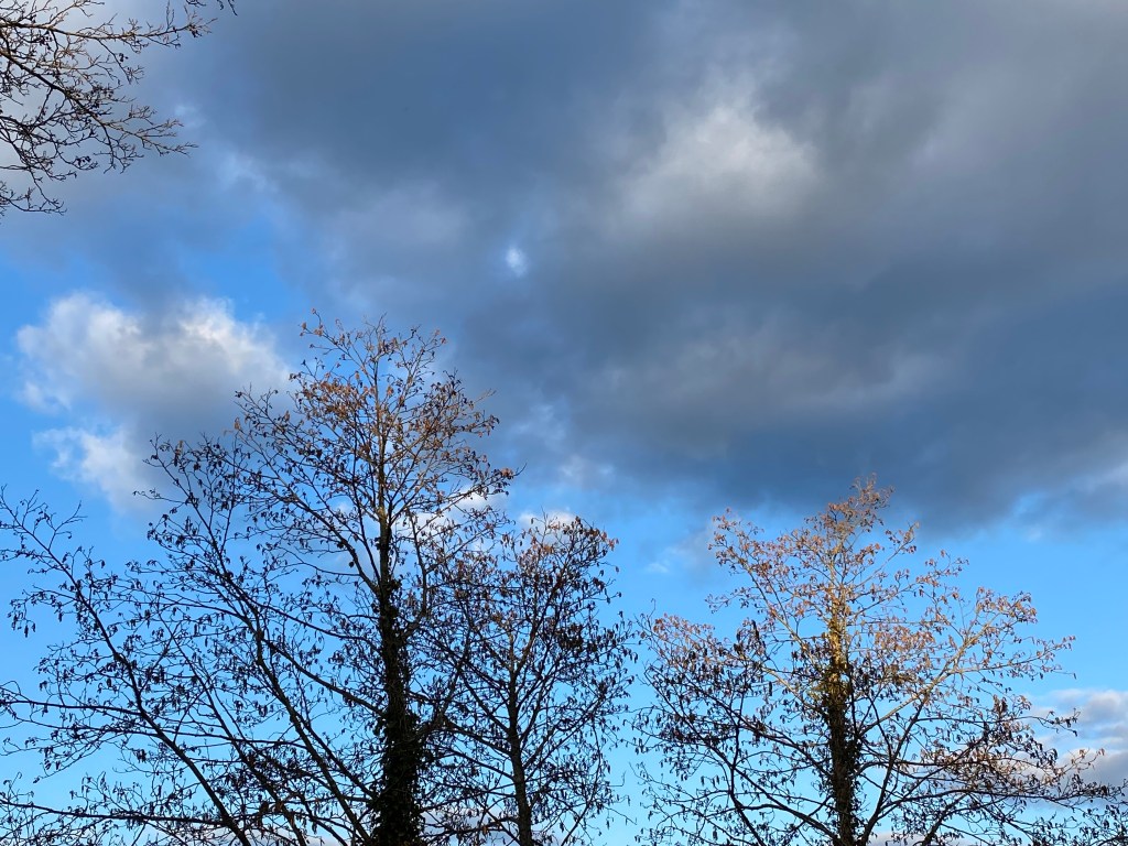 Grey clouds over some trees.