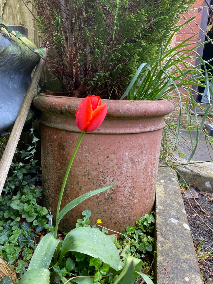 Reddish-coloured tulip with petals edged in a hint of yellow.