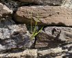 Grass shooting in a rock wall.