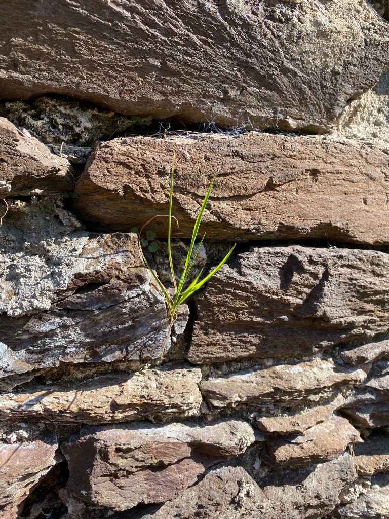 Grass shooting in a rock wall.