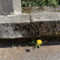 Dandelion growing between wall and pavement.