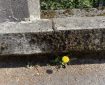 Dandelion growing between wall and pavement.