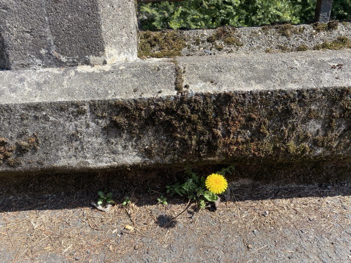 Dandelion growing between wall and pavement.