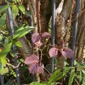 New, beautifully deep maroon leaves.