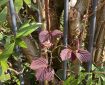 New, beautifully deep maroon leaves.
