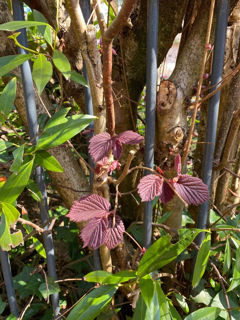 New, beautifully deep maroon leaves.