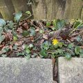 Lesser Celandine growing under the fence.