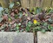 Lesser Celandine growing under the fence.
