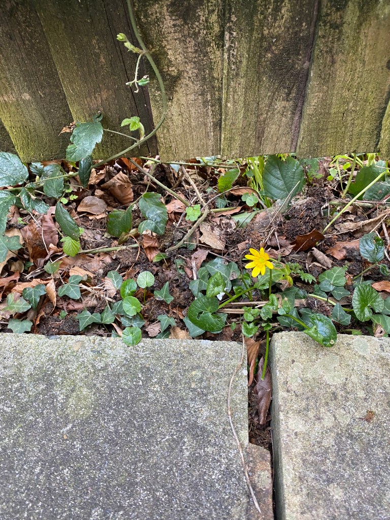 Lesser Celandine growing under the fence.