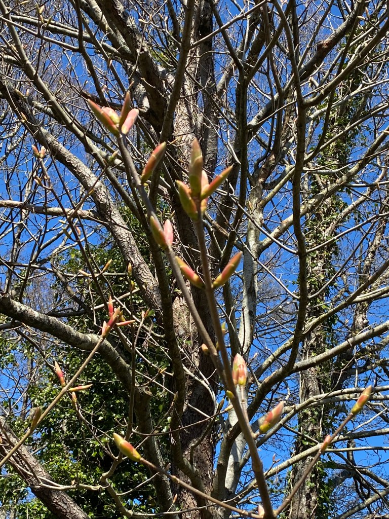 New leaf buds.