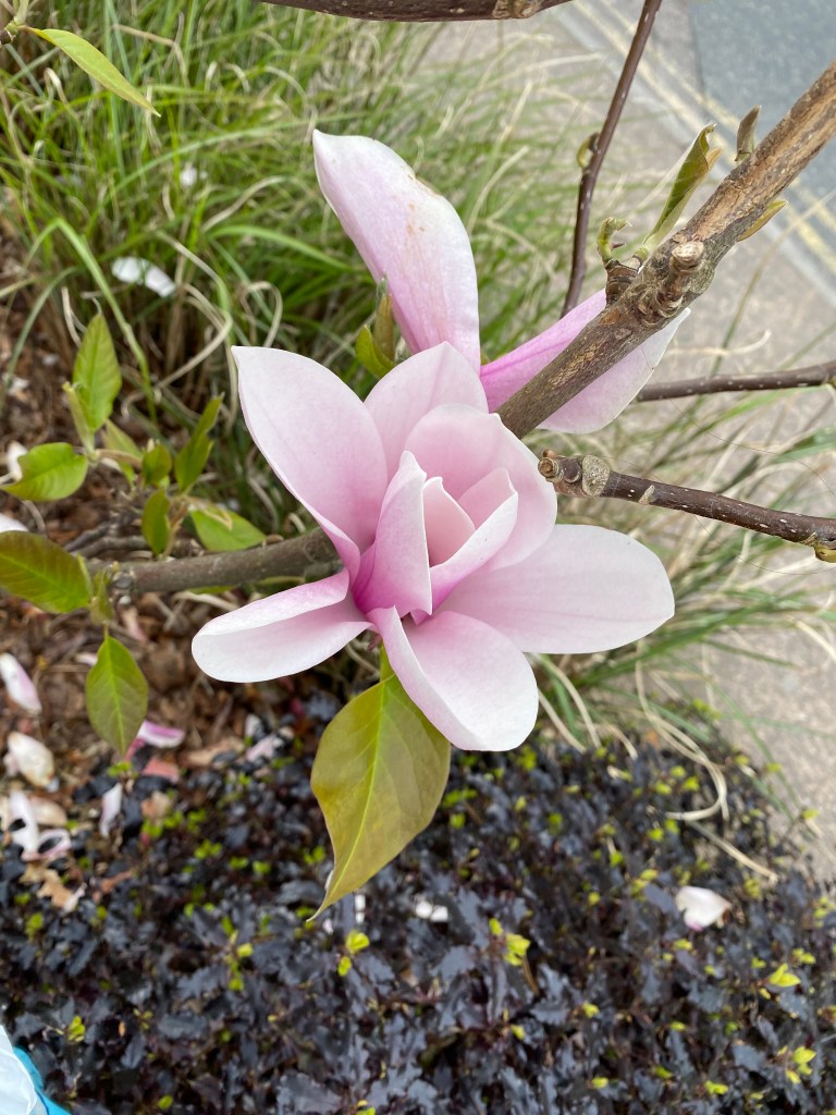 Pink Magnolia.