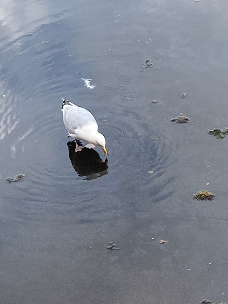 Seagull drinking in a puddle.