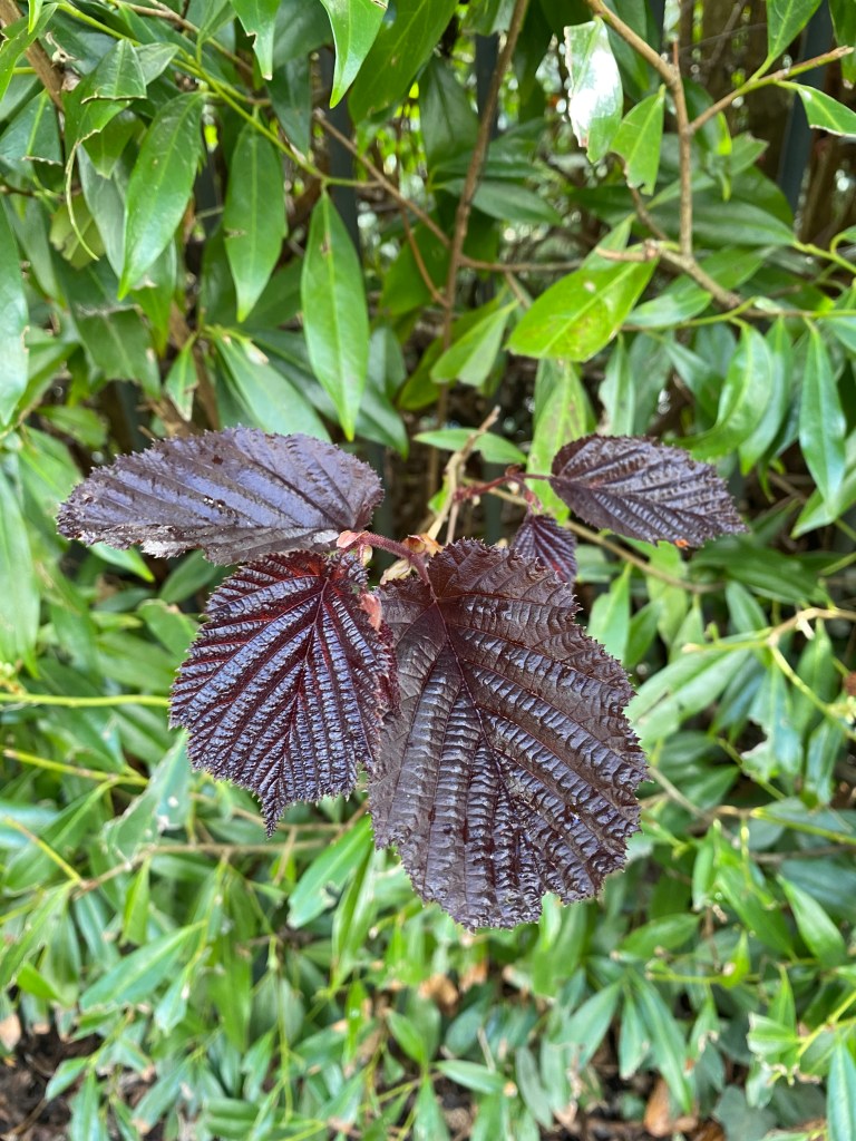 New leaves amongst the Green.