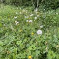 Dandelions that have gone to seed.