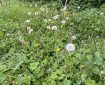 Dandelions that have gone to seed.