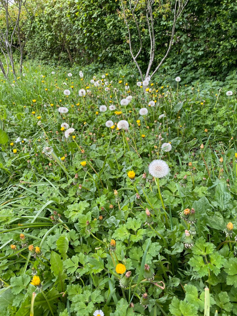 Dandelions that have gone to seed.