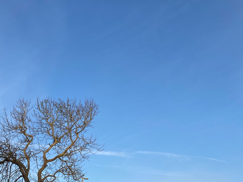 A vast blue sky above a tree, waiting for its leaves to unfurl.