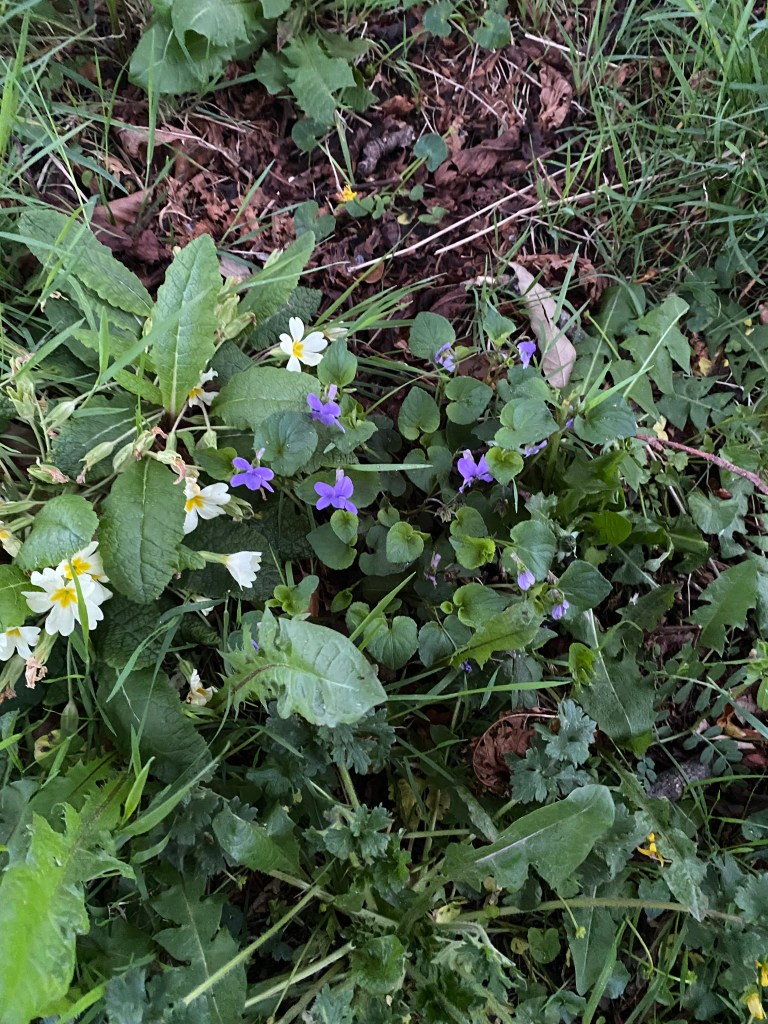 Spring flowers on grass bank.