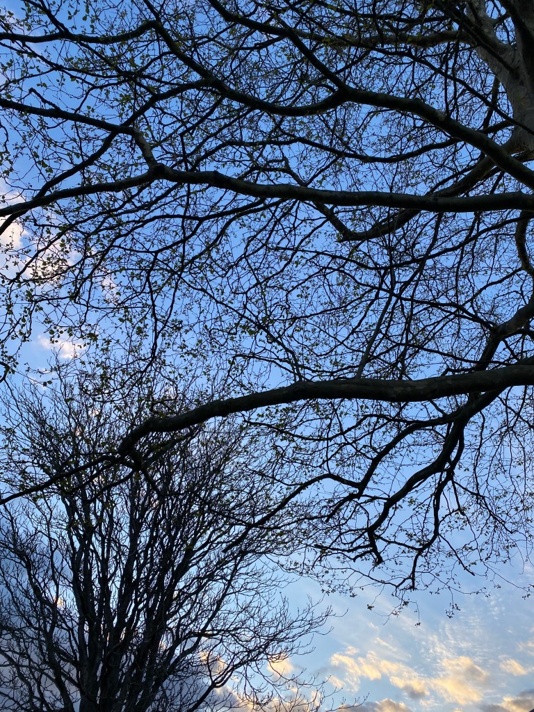 Big sky seen through the branches.