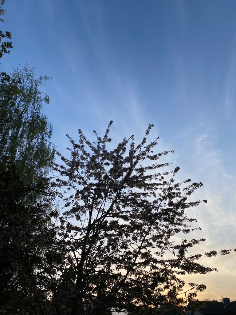 Cherry Blossom in silhouette against the sky.