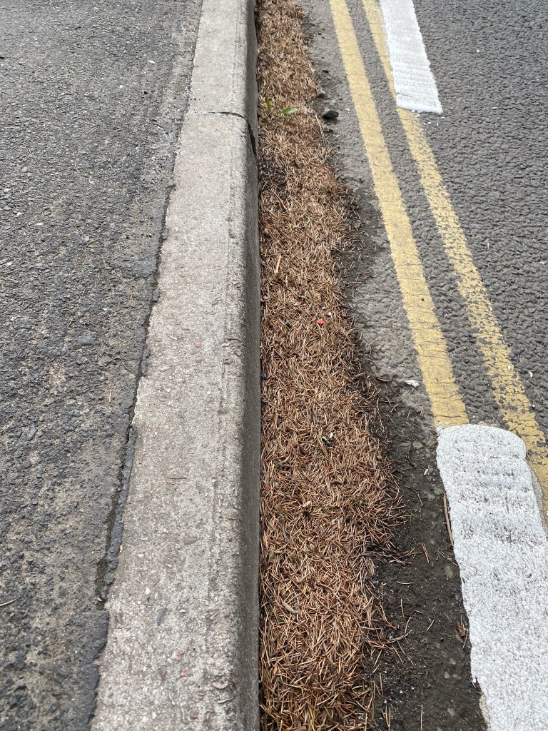 Kerb with pine coat, Pine needles, and double yellow lines. 