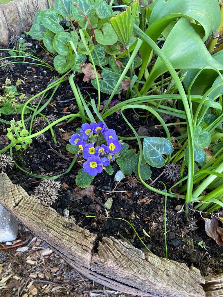 Blue and yellow Cowslip.
